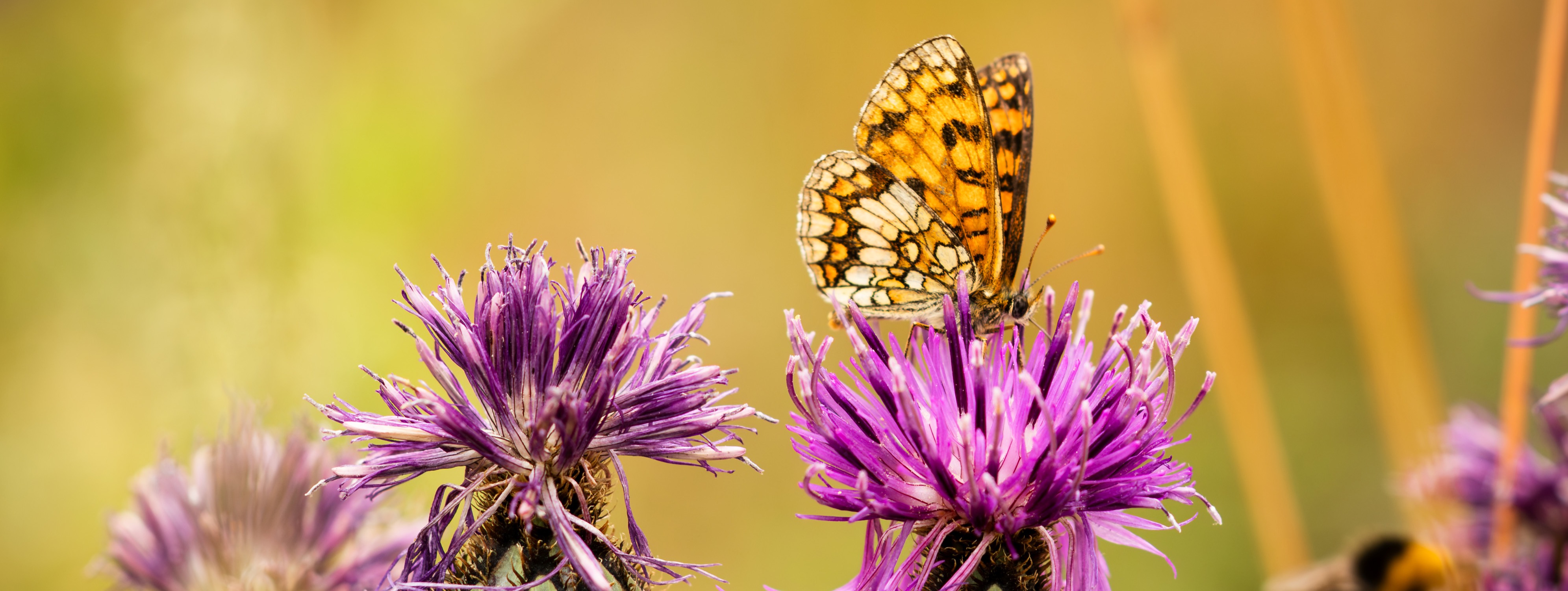 Mélitée du plantain